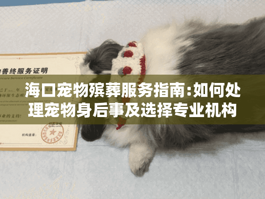 海口宠物殡葬服务指南:如何处理宠物身后事及选择专业机构?