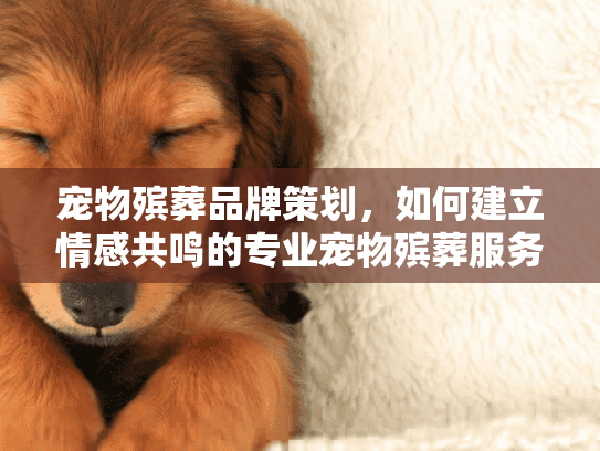 宠物殡葬品牌策划，如何建立情感共鸣的专业宠物殡葬服务品牌？