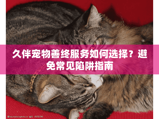 久伴宠物善终服务如何选择？避免常见陷阱指南