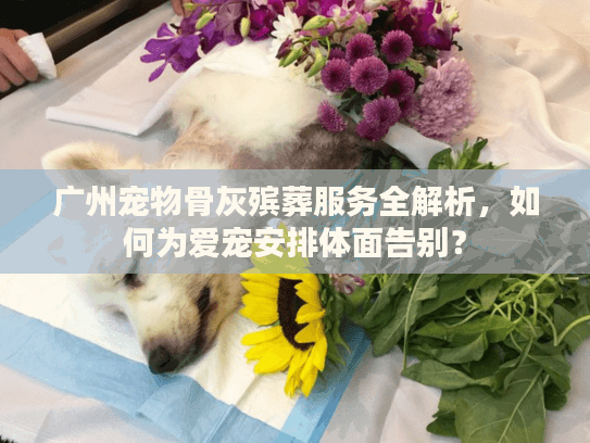 广州宠物骨灰殡葬服务全解析，如何为爱宠安排体面告别？