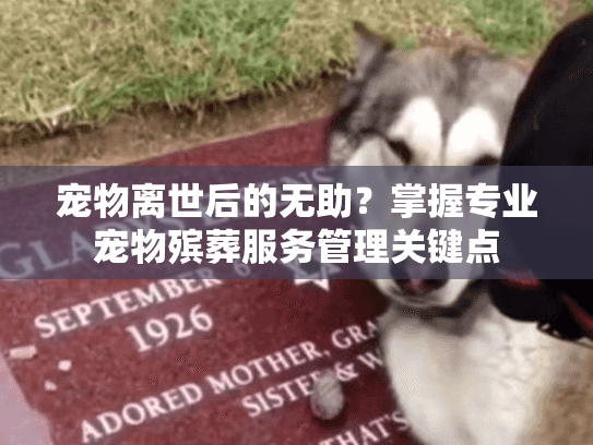 宠物离世后的无助？掌握专业宠物殡葬服务管理关键点