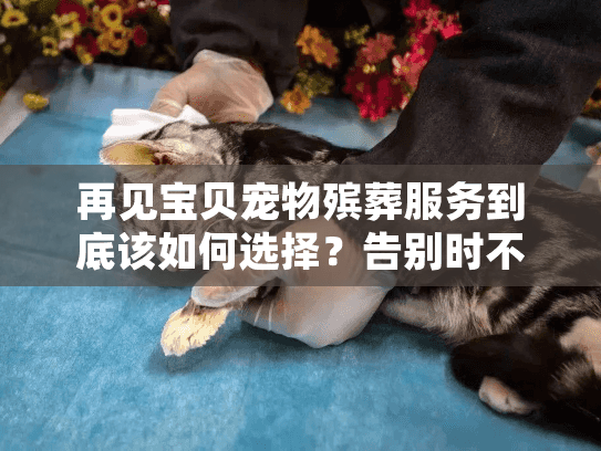 再见宝贝宠物殡葬服务到底该如何选择？告别时不被坑的避坑指南来了