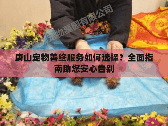 唐山宠物善终服务如何选择？全面指南助您安心告别
