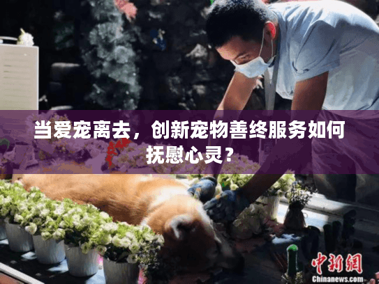 当爱宠离去，创新宠物善终服务如何抚慰心灵？