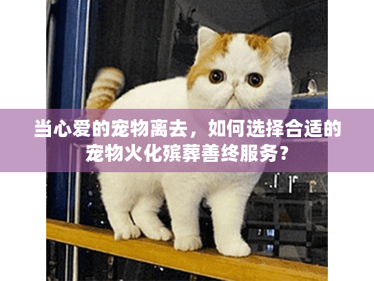 当心爱的宠物离去，如何选择合适的宠物火化殡葬善终服务？