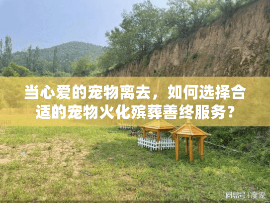当心爱的宠物离去，如何选择合适的宠物火化殡葬善终服务？