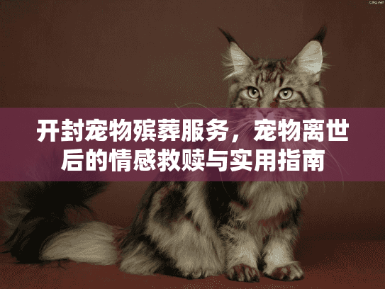开封宠物殡葬服务，宠物离世后的情感救赎与实用指南