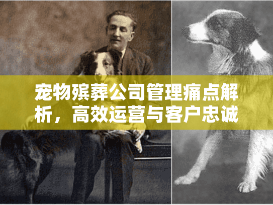 宠物殡葬公司管理痛点解析，高效运营与客户忠诚度提升策略
