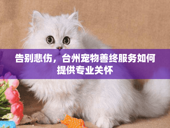 告别悲伤,台州宠物善终服务如何提供专业关怀 告别悲伤,台州宠物善终服务如何提供专业关怀