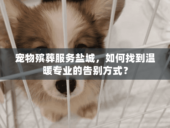 宠物殡葬服务盐城，如何找到温暖专业的告别方式？