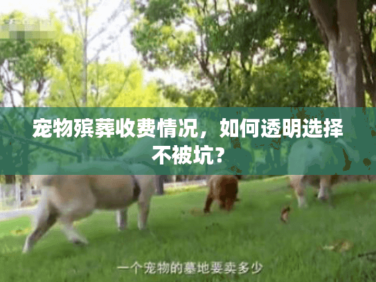 宠物殡葬收费情况，如何透明选择不被坑？