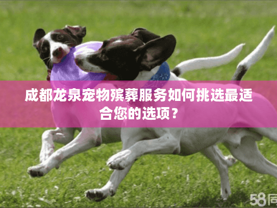 成都龙泉宠物殡葬服务如何挑选最适合您的选项？