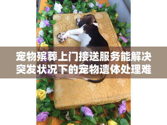 宠物殡葬上门接送服务能解决突发状况下的宠物遗体处理难题吗？