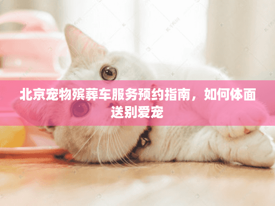 北京宠物殡葬车服务预约指南，如何体面送别爱宠