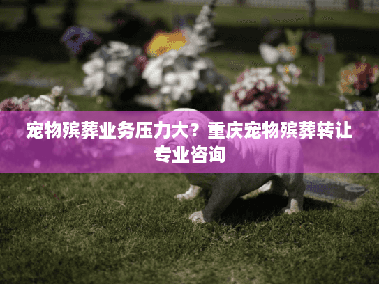 宠物殡葬业务压力大？重庆宠物殡葬转让专业咨询