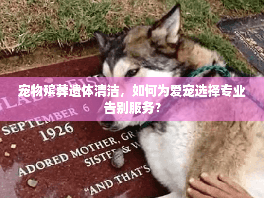 宠物殡葬遗体清洁，如何为爱宠选择专业告别服务？