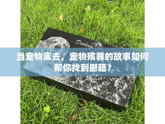 当宠物离去，宠物殡葬的故事如何帮你找到慰藉？