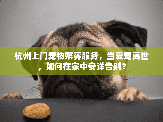 杭州上门宠物殡葬服务，当爱宠离世，如何在家中安详告别？