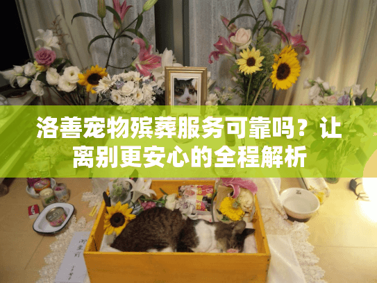 洛善宠物殡葬服务可靠吗？让离别更安心的全程解析