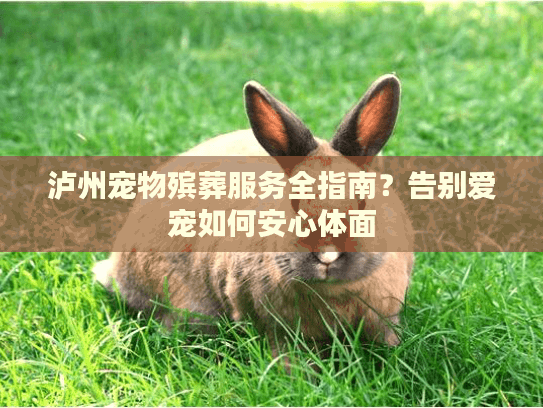 泸州宠物殡葬服务全指南？告别爱宠如何安心体面