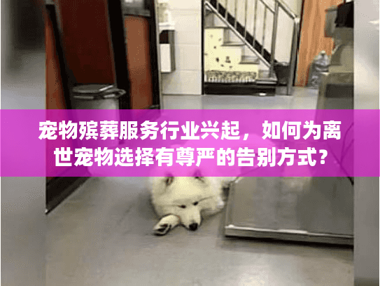 宠物殡葬服务行业兴起，如何为离世宠物选择有尊严的告别方式？