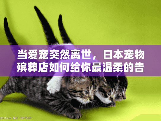 当爱宠突然离世，日本宠物殡葬店如何给你最温柔的告别？