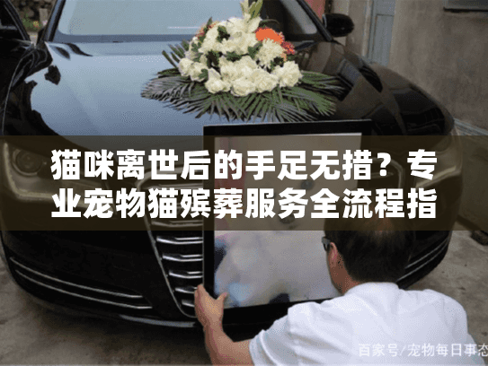 猫咪离世后的手足无措？专业宠物猫殡葬服务全流程指南