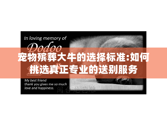 宠物殡葬大牛的选择标准:如何挑选真正专业的送别服务