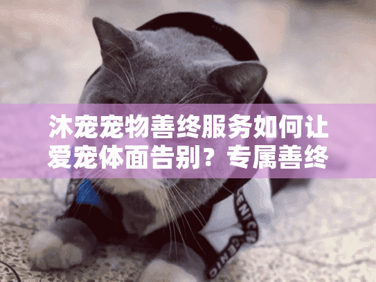 沐宠宠物善终服务如何让爱宠体面告别？专属善终服务全流程解析