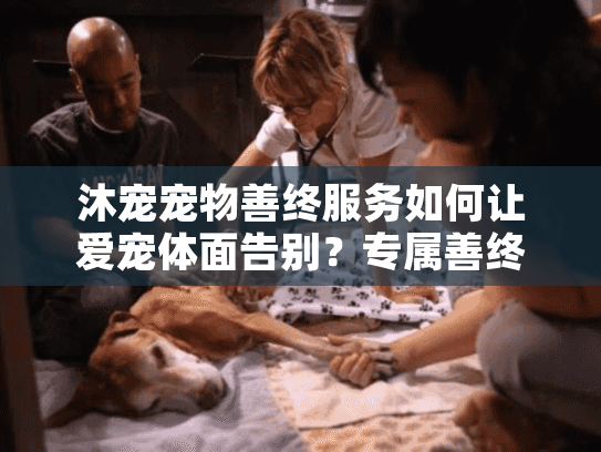 沐宠宠物善终服务如何让爱宠体面告别？专属善终服务全流程解析