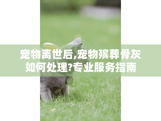 宠物离世后,宠物殡葬骨灰如何处理?专业服务指南