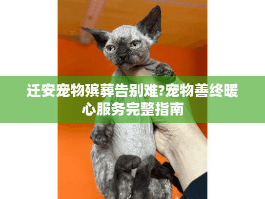 迁安宠物殡葬告别难?宠物善终暖心服务完整指南