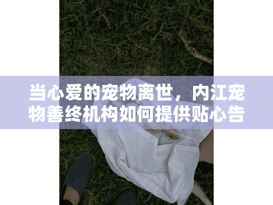 当心爱的宠物离世，内江宠物善终机构如何提供贴心告别服务？