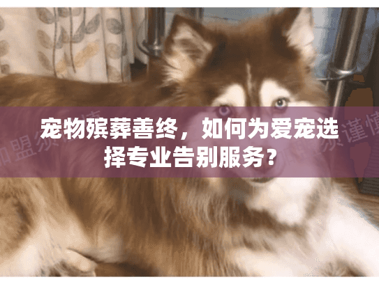 宠物殡葬善终，如何为爱宠选择专业告别服务？