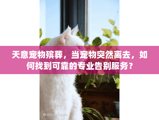 天意宠物殡葬，当宠物突然离去，如何找到可靠的专业告别服务？