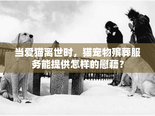 当爱猫离世时，猫宠物殡葬服务能提供怎样的慰藉？