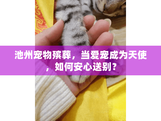 池州宠物殡葬，当爱宠成为天使，如何安心送别？
