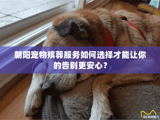 朝阳宠物殡葬服务如何选择才能让你的告别更安心？