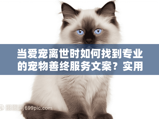 当爱宠离世时如何找到专业的宠物善终服务文案？实用指南助您疗愈
