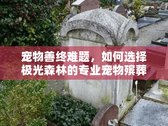 宠物善终难题，如何选择极光森林的专业宠物殡葬服务？