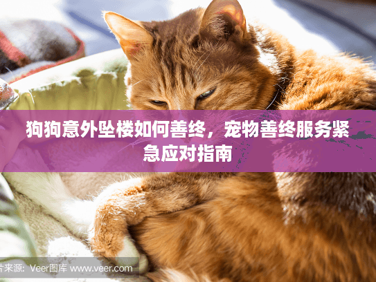 狗狗意外坠楼如何善终，宠物善终服务紧急应对指南