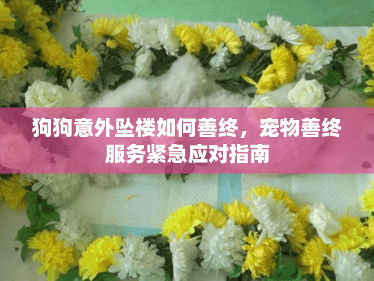 狗狗意外坠楼如何善终，宠物善终服务紧急应对指南