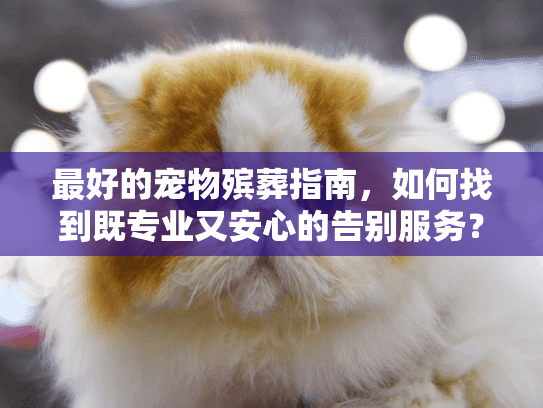 最好的宠物殡葬指南，如何找到既专业又安心的告别服务？