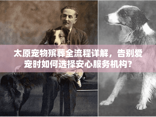 太原宠物殡葬全流程详解，告别爱宠时如何选择安心服务机构？