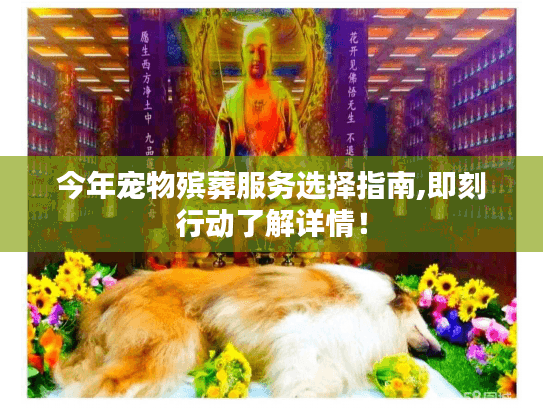 今年宠物殡葬服务选择指南,即刻行动了解详情！
