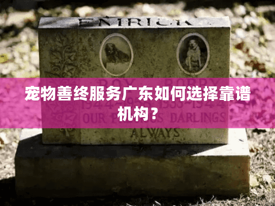 宠物善终服务广东如何选择靠谱机构？