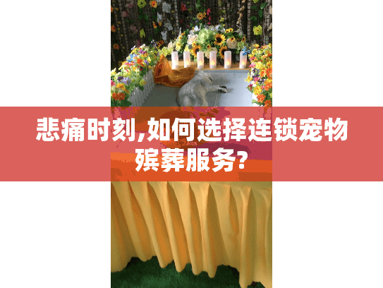 悲痛时刻,如何选择连锁宠物殡葬服务?