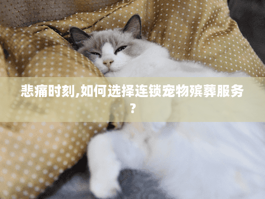 悲痛时刻,如何选择连锁宠物殡葬服务?