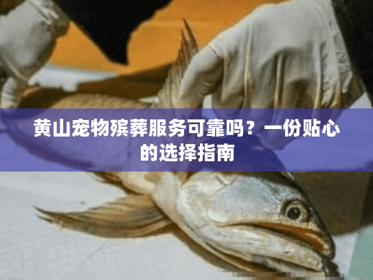 黄山宠物殡葬服务可靠吗？一份贴心的选择指南