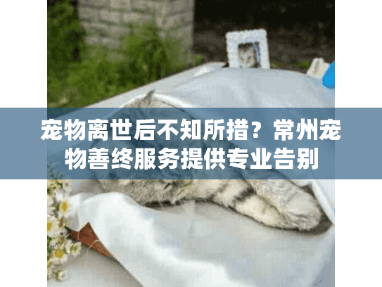 宠物离世后不知所措？常州宠物善终服务提供专业告别
